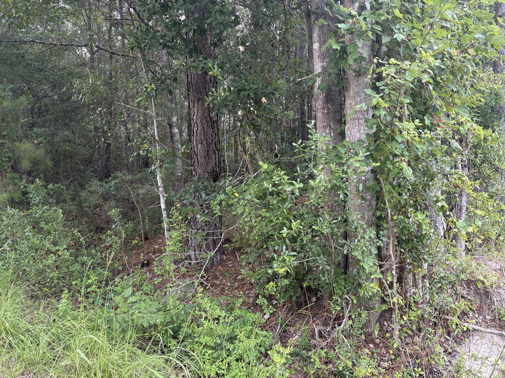 19.7 Acres of Land for Sale in Ridgeville, South Carolina