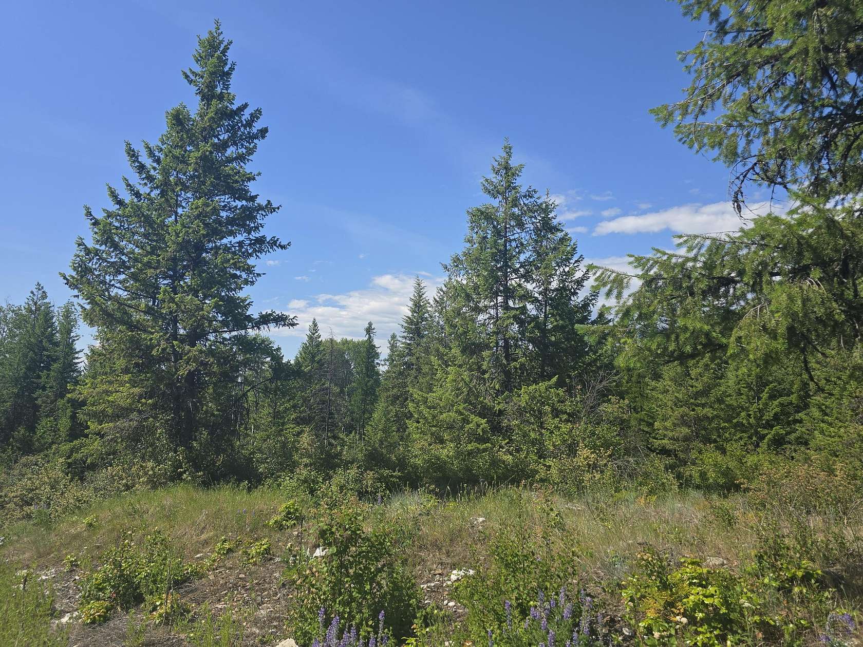 20 Acres of Recreational Land for Sale in Kettle Falls, Washington