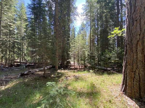 2.5 Acres of Residential Land for Sale in McCloud, California