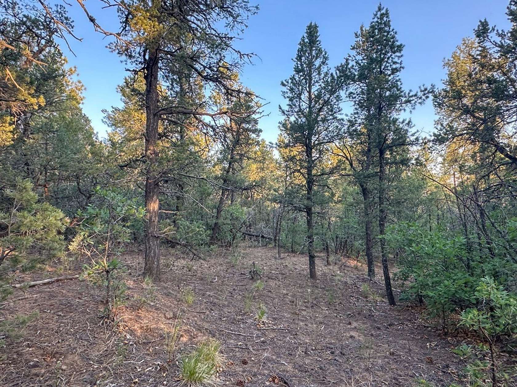 10.5 Acres of Recreational Land for Sale in Tijeras, New Mexico
