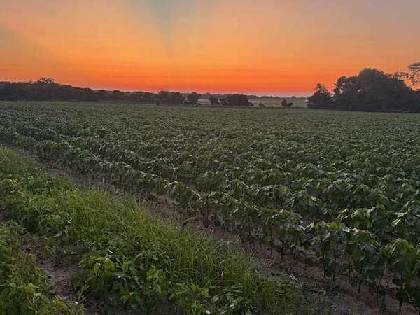 19.5 Acres of Land for Sale in Newton, Alabama