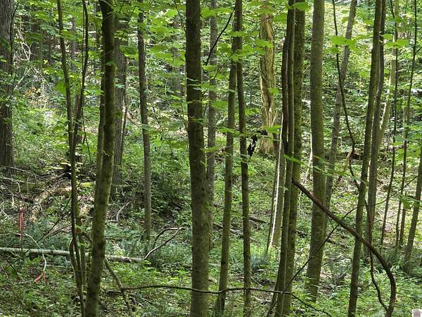 0.54 Acres of Residential Land for Sale in Cadiz, Kentucky