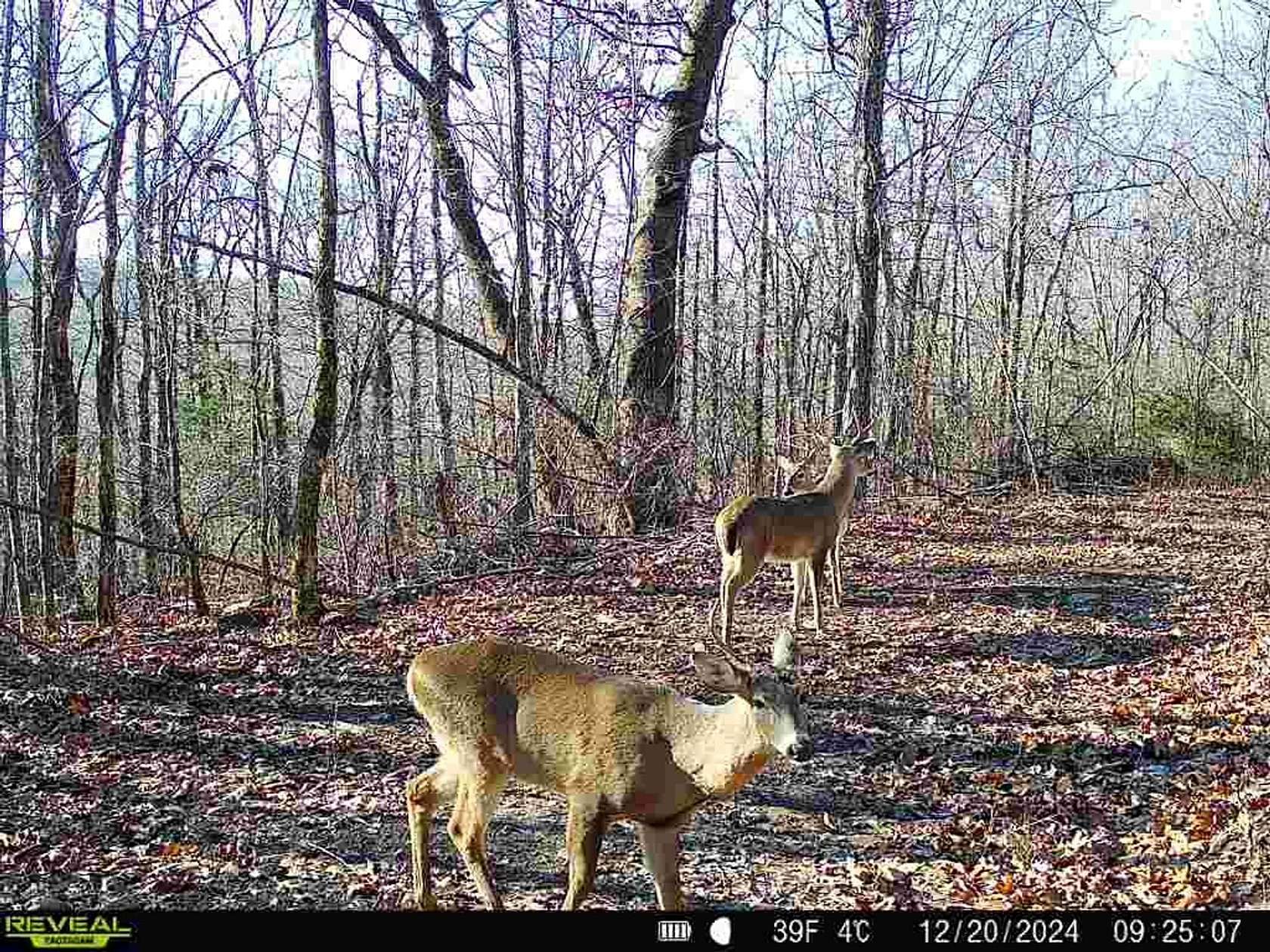80 Acres of Recreational Land for Sale in Leslie, Arkansas