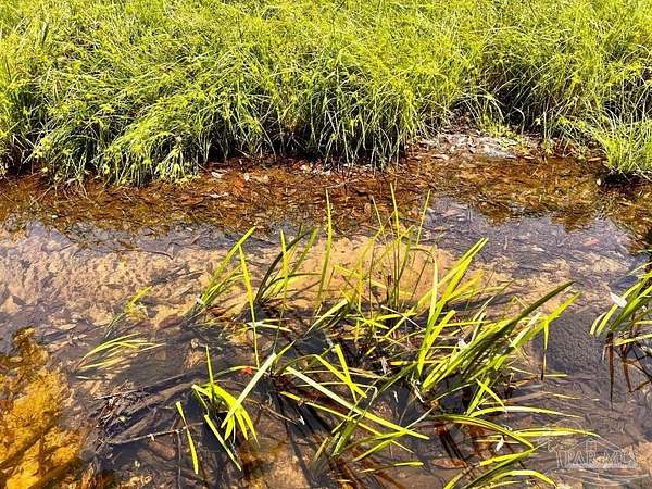 7.56 Acres of Residential Land for Sale in Jay, Florida