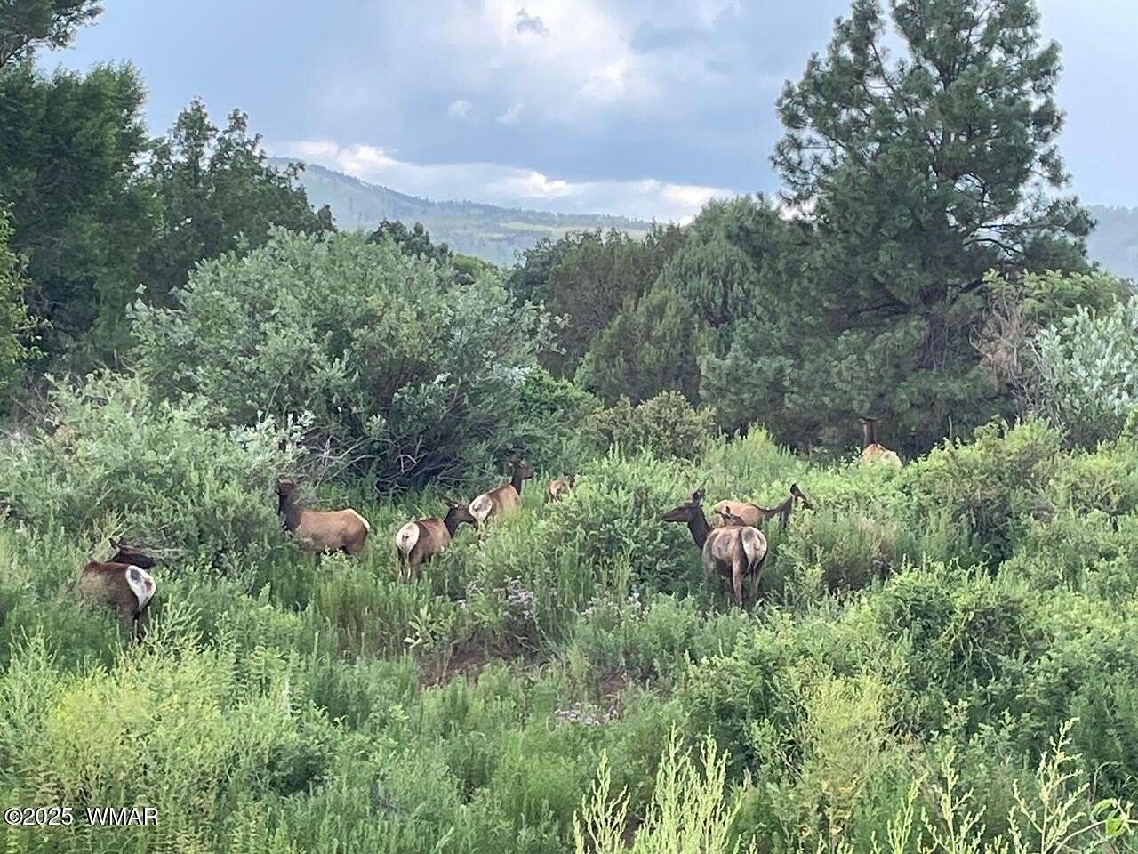 5 Acres of Residential Land for Sale in Vernon, Arizona