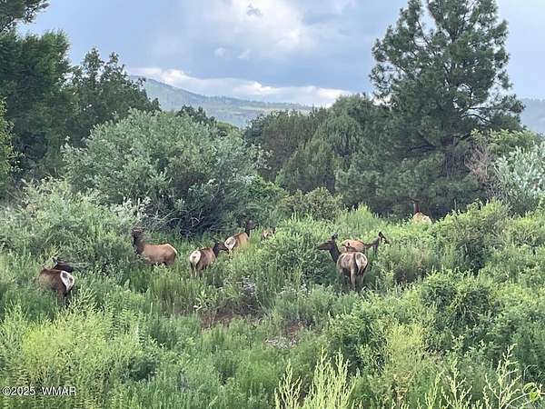 5 Acres of Residential Land for Sale in Vernon, Arizona