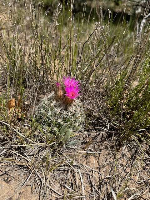 5.64 Acres of Agricultural Land for Sale in Tierra Amarilla, New Mexico
