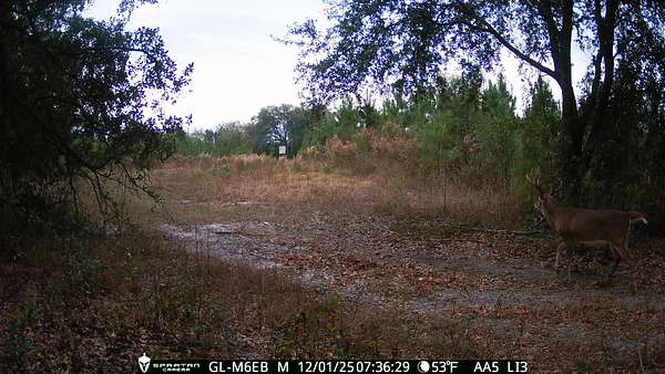 71 Acres of Land for Sale in Climax, Georgia