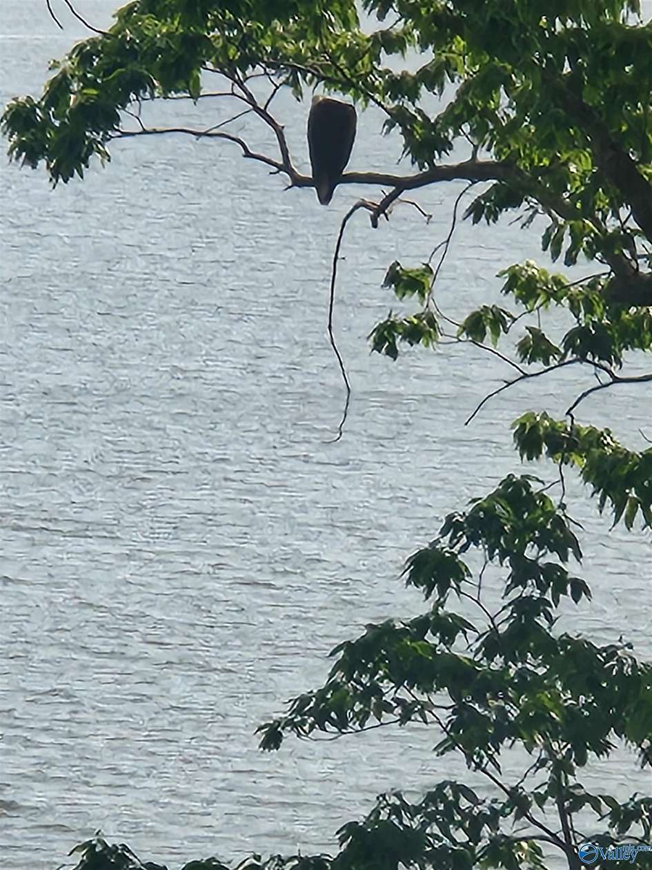 0.88 Acres of Residential Land for Sale in Rogersville, Alabama