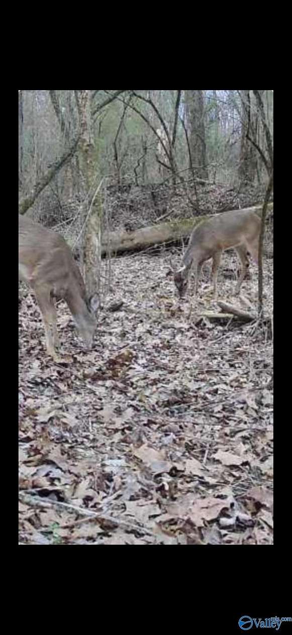 21.6 Acres of Land for Sale in Attalla, Alabama