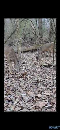 21.6 Acres of Land for Sale in Attalla, Alabama