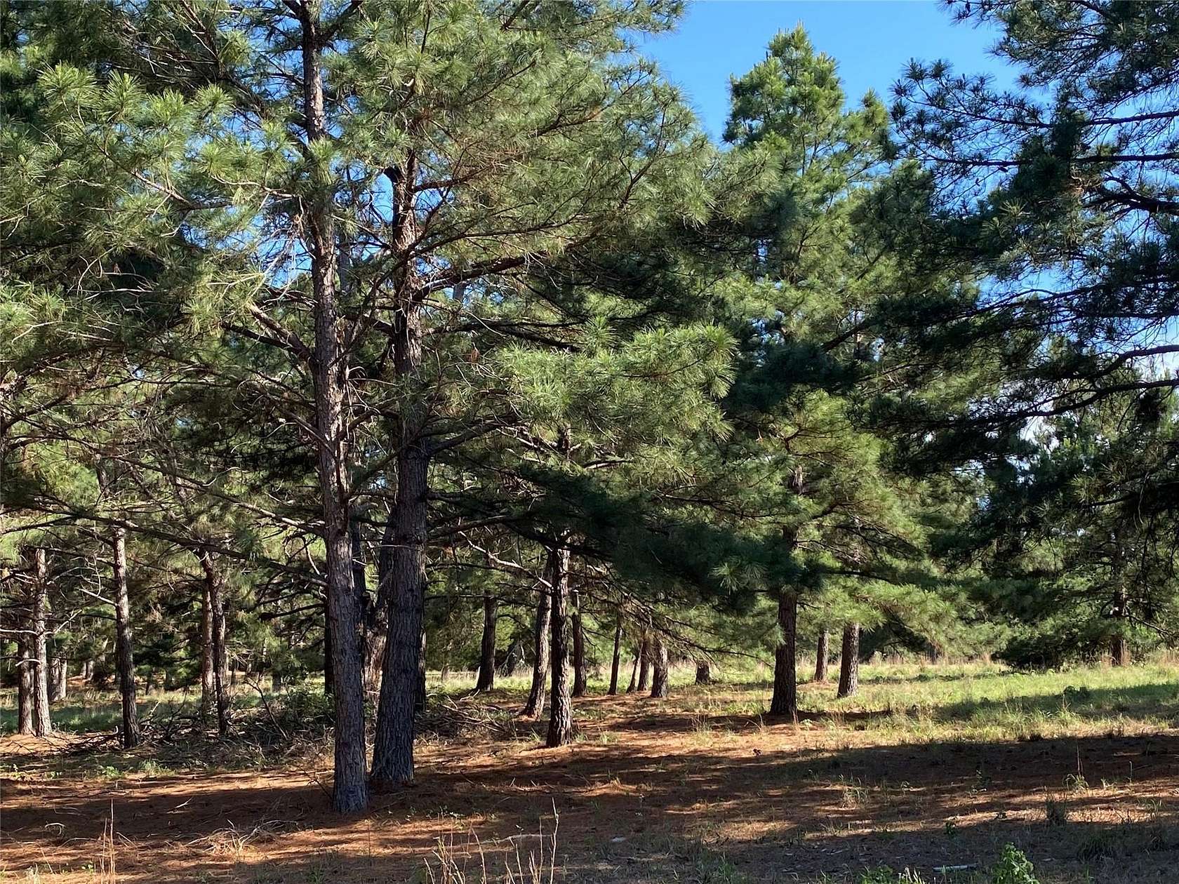 11.6 Acres of Land for Sale in Bastrop, Texas