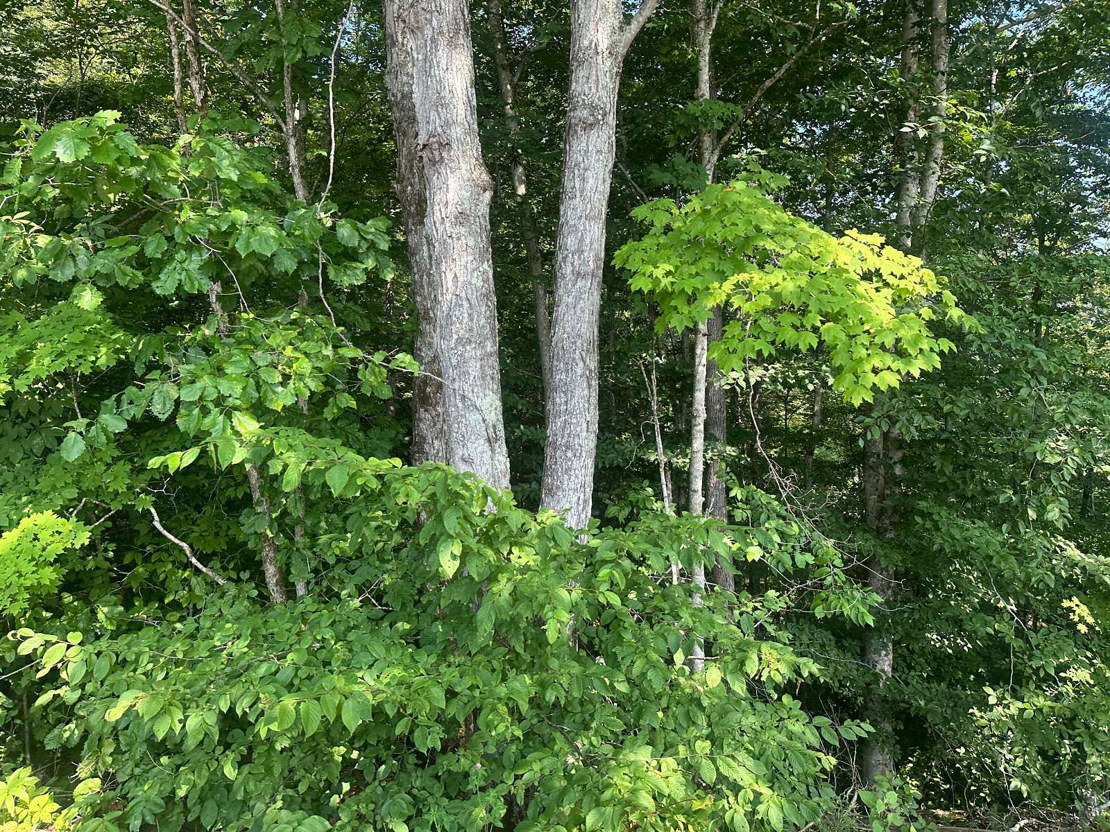 1 Acre of Land for Sale in Celina, Tennessee