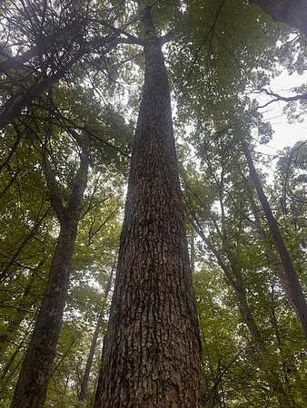 4.77 Acres of Residential Land for Sale in Holton, Michigan