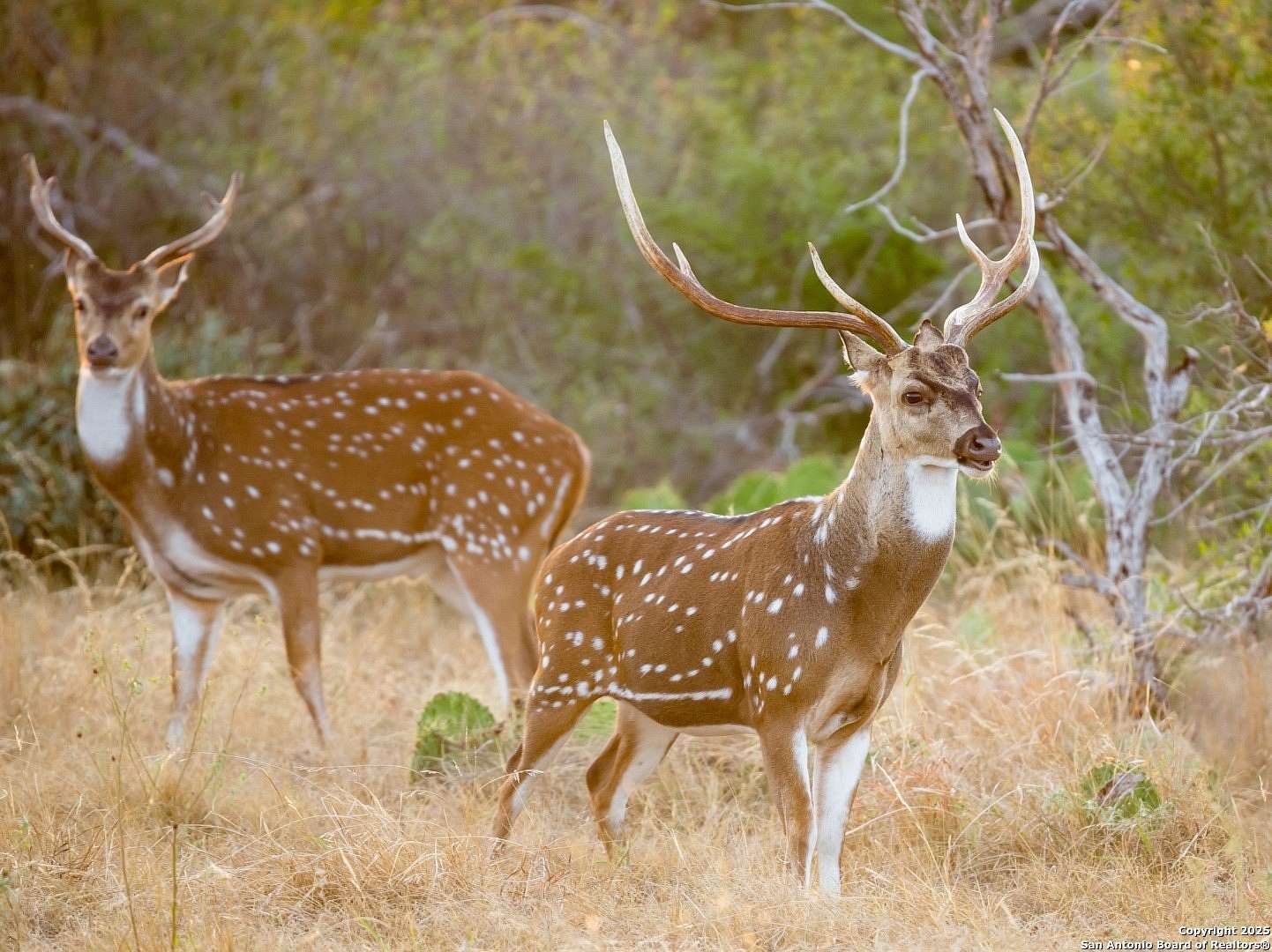 2 Acres of Residential Land for Sale in Boerne, Texas