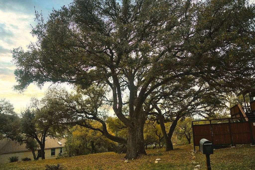 0.34 Acres of Residential Land for Sale in Austin, Texas