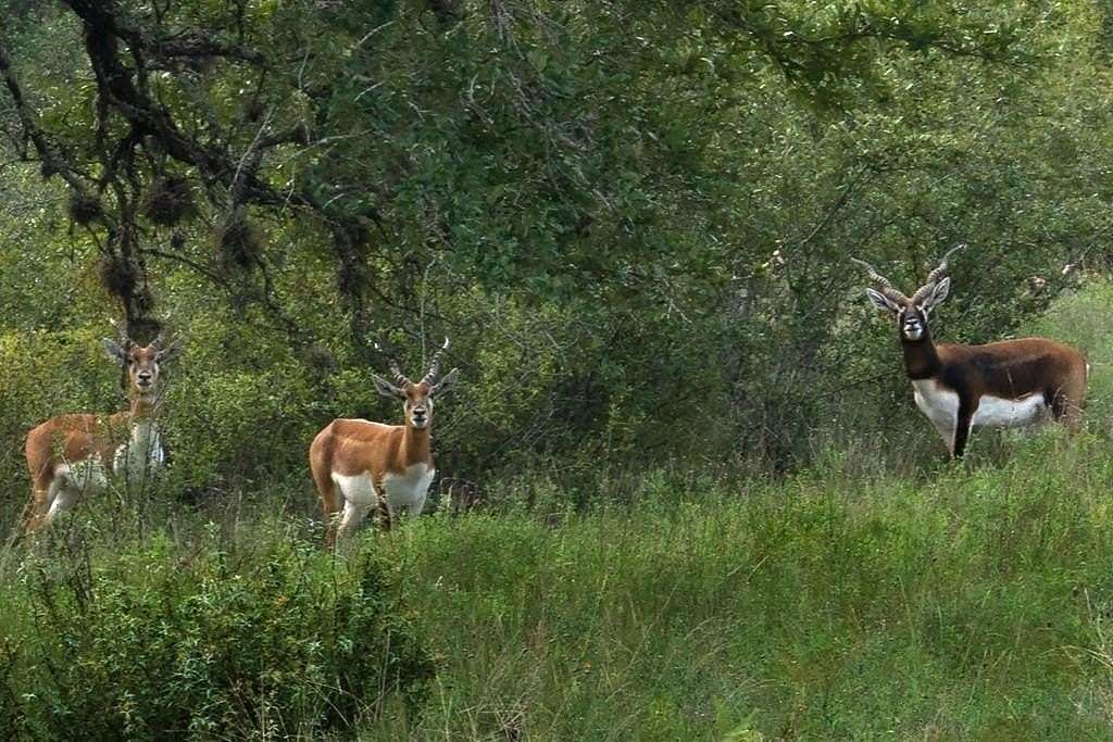 5.48 Acres of Residential Land for Sale in Johnson City, Texas