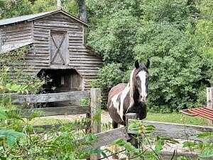 7 Acres of Land for Sale in Cottageville, South Carolina