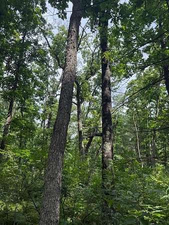 4 Acres of Land for Sale in Newaygo, Michigan