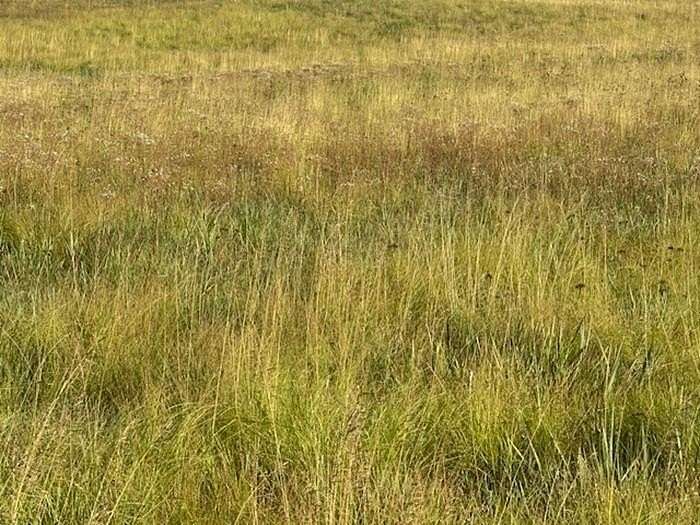 60.5 Acres of Agricultural Land for Sale in Mooreland, Oklahoma