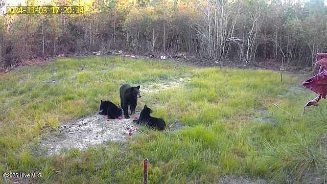 3.2 Acres of Residential Land for Sale in Blounts Creek, North Carolina