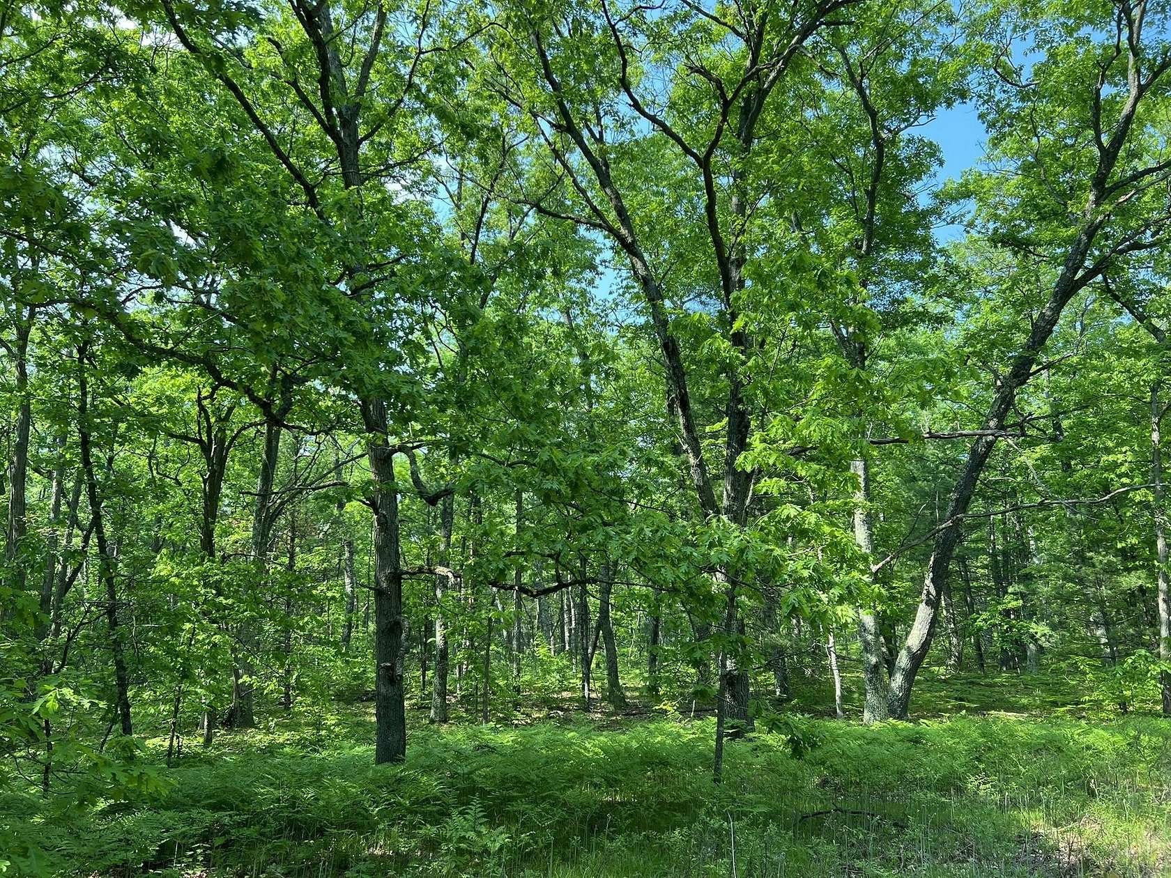 10 Acres of Land for Sale in Reed City, Michigan