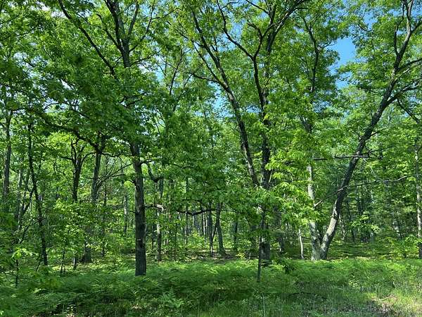 10 Acres of Land for Sale in Reed City, Michigan