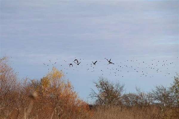 495 Acres of Land for Sale in Crandall, Texas