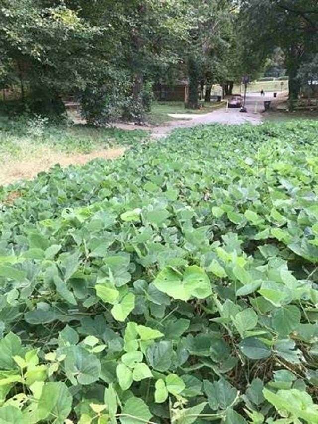 0.6 Acres of Residential Land for Sale in Memphis, Tennessee