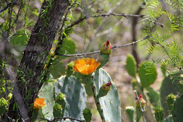 11 Acres of Recreational Land for Sale in Castroville, Texas