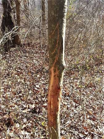 131 Acres of Recreational Land for Sale in Mead Township, Ohio