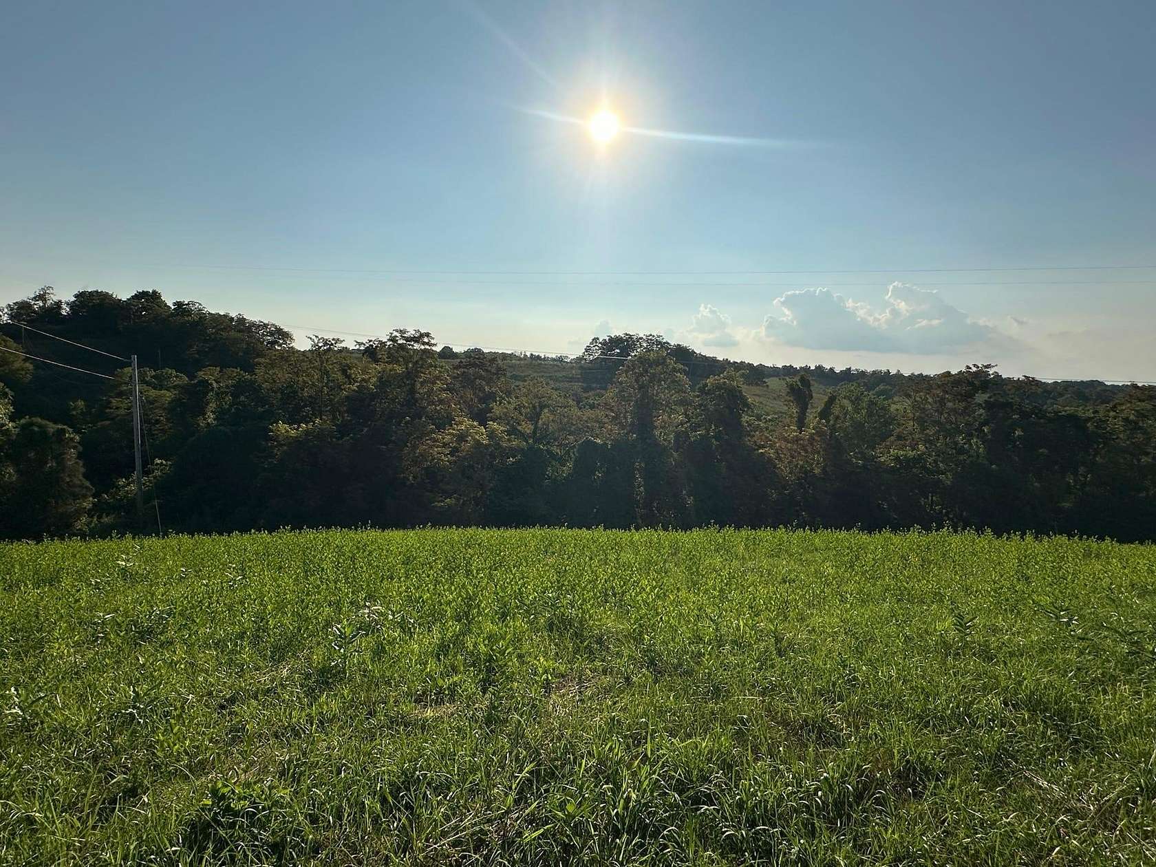 17 Acres of Land for Sale in Carlisle, Kentucky