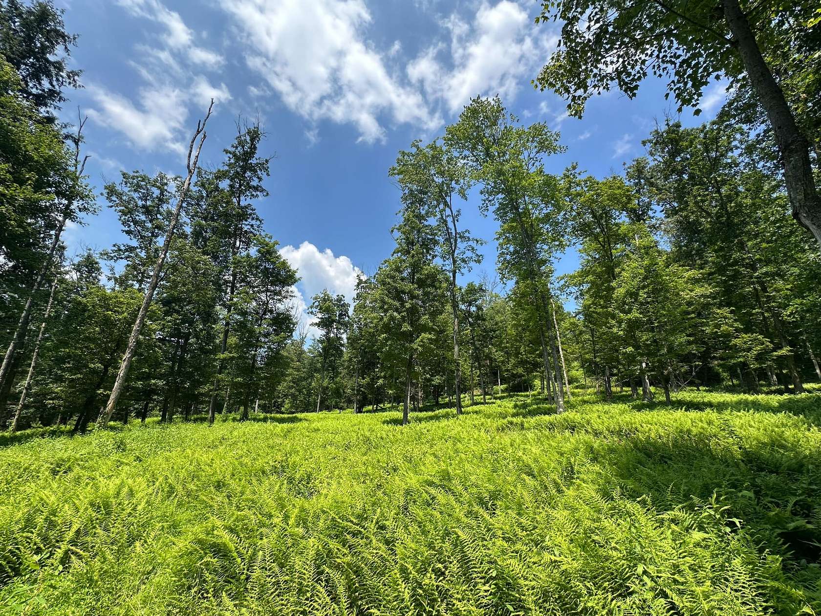 53.5 Acres of Recreational Land for Sale in Karthaus, Pennsylvania