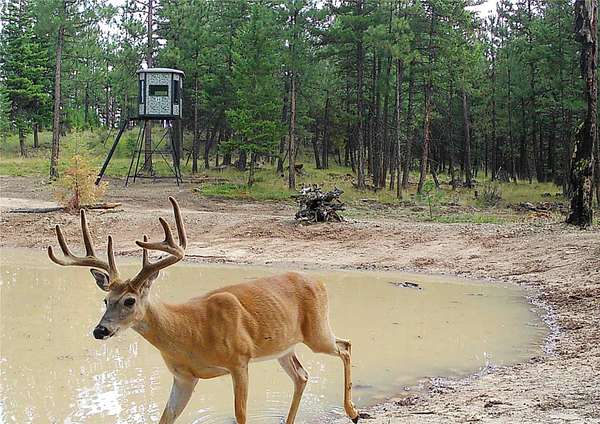 84.5 Acres of Land for Sale in Plains, Montana