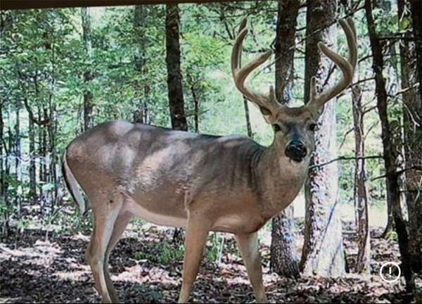 158 Acres of Recreational Land for Sale in Uniontown, Arkansas