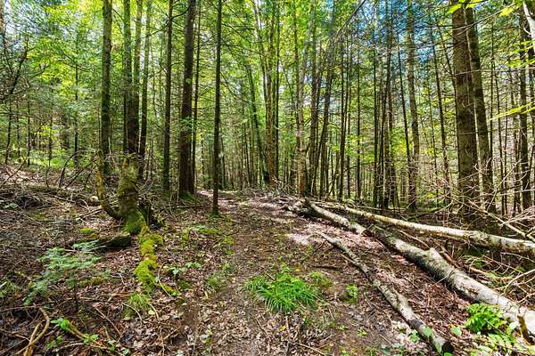 41 Acres of Recreational Land for Sale in Irma, Wisconsin