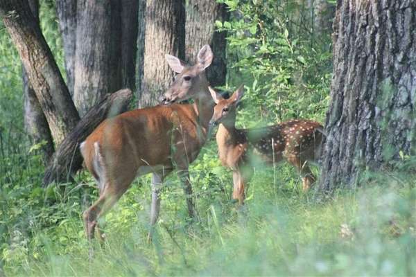 15 Acres of Recreational Land for Sale in Friendship, Wisconsin