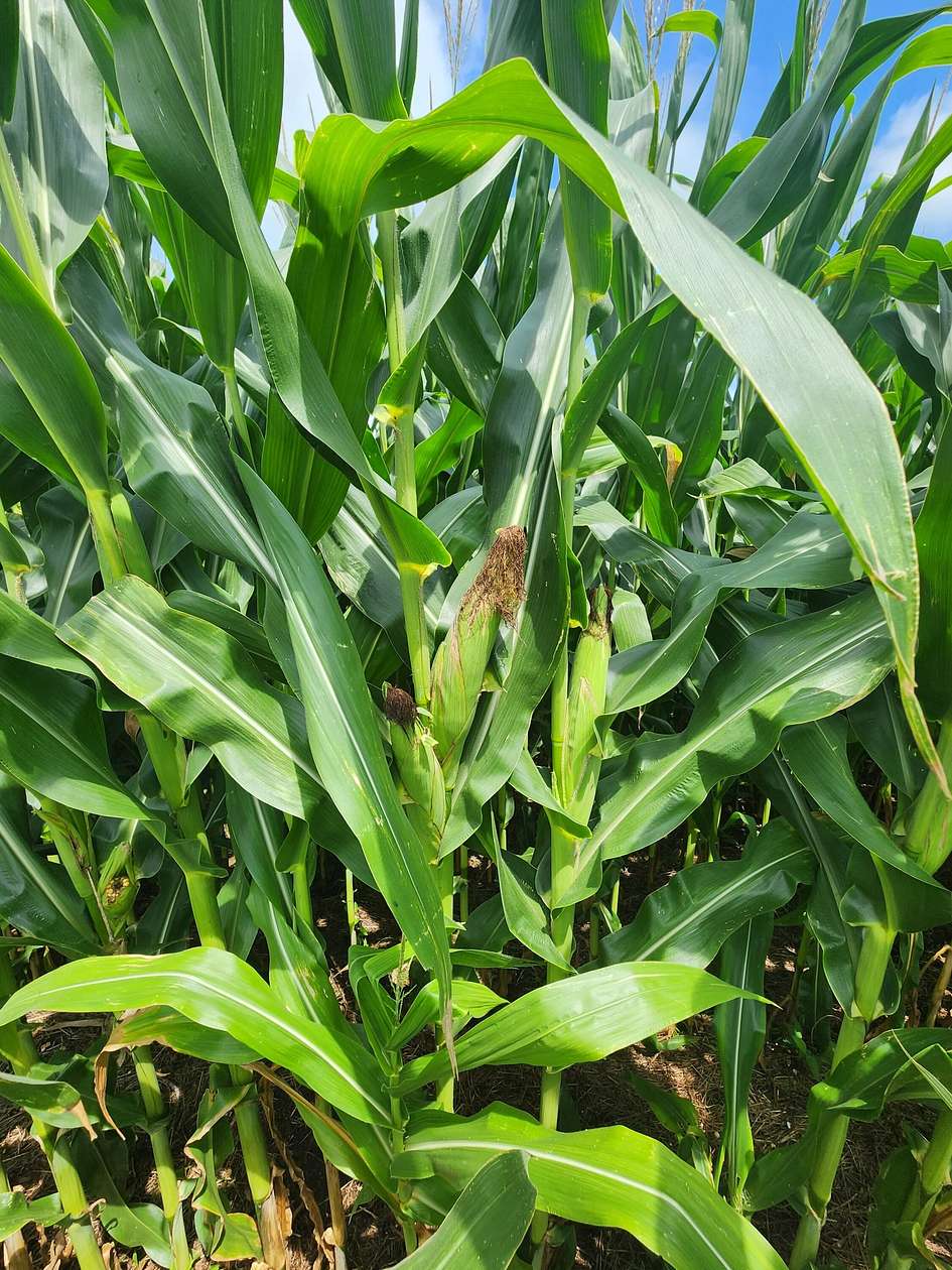 197 Acres of Recreational Land & Farm for Sale in Nelson, Missouri