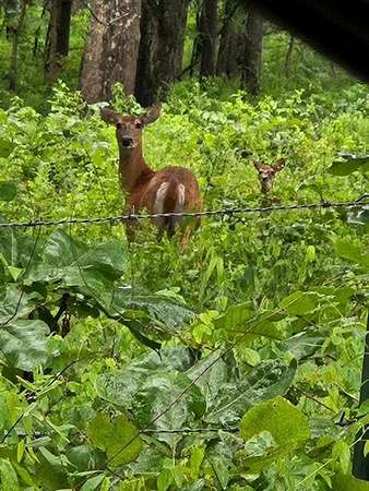 160 Acres of Land with Home for Sale in Summersville, Missouri