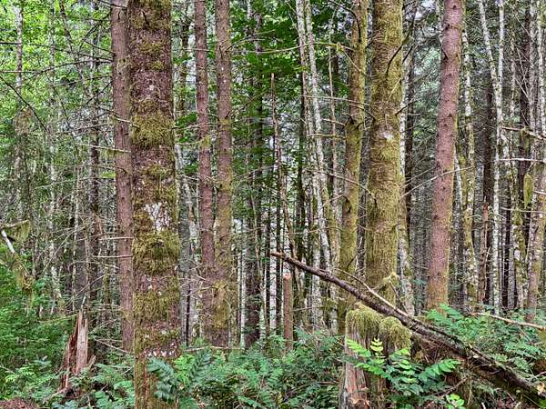 38.5 Acres of Recreational Land for Sale in Buxton, Oregon