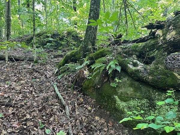 5 Acres of Land for Sale in Wilder, Tennessee
