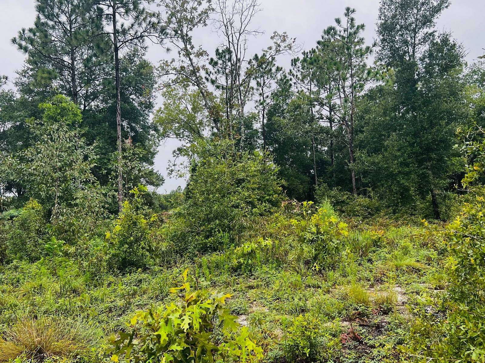 1 Acre of Land for Sale in Keystone Heights, Florida