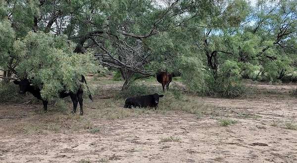 220 Acres of Recreational Land & Farm for Sale in Rochelle, Texas