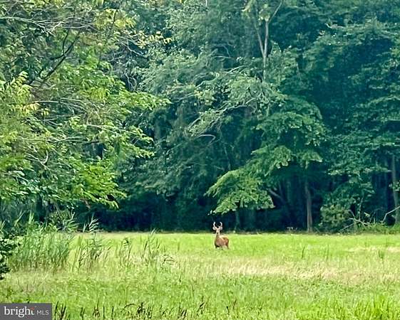 5.45 Acres of Residential Land for Sale in Port Norris, New Jersey