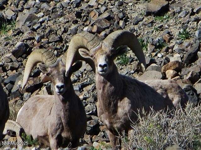0.44 Acres of Residential Land for Sale in Walker Lake, Nevada