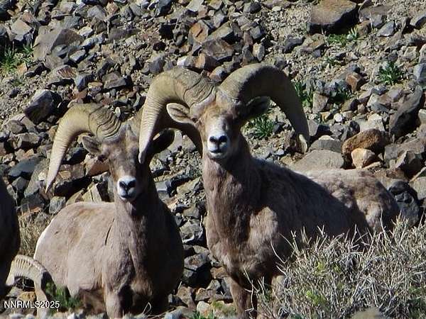 0.44 Acres of Residential Land for Sale in Walker Lake, Nevada