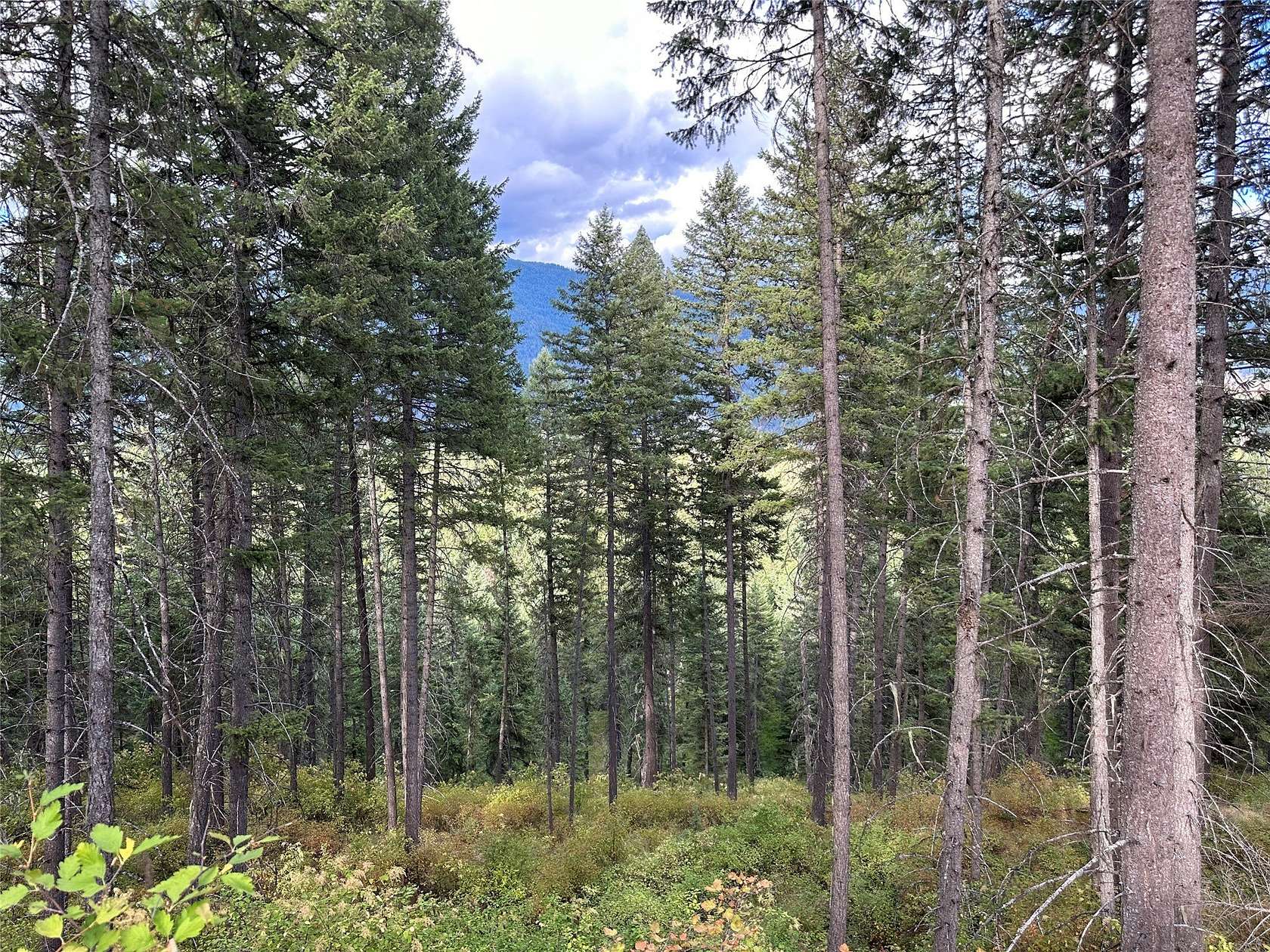 66.8 Acres of Recreational Land for Sale in Trout Creek, Montana