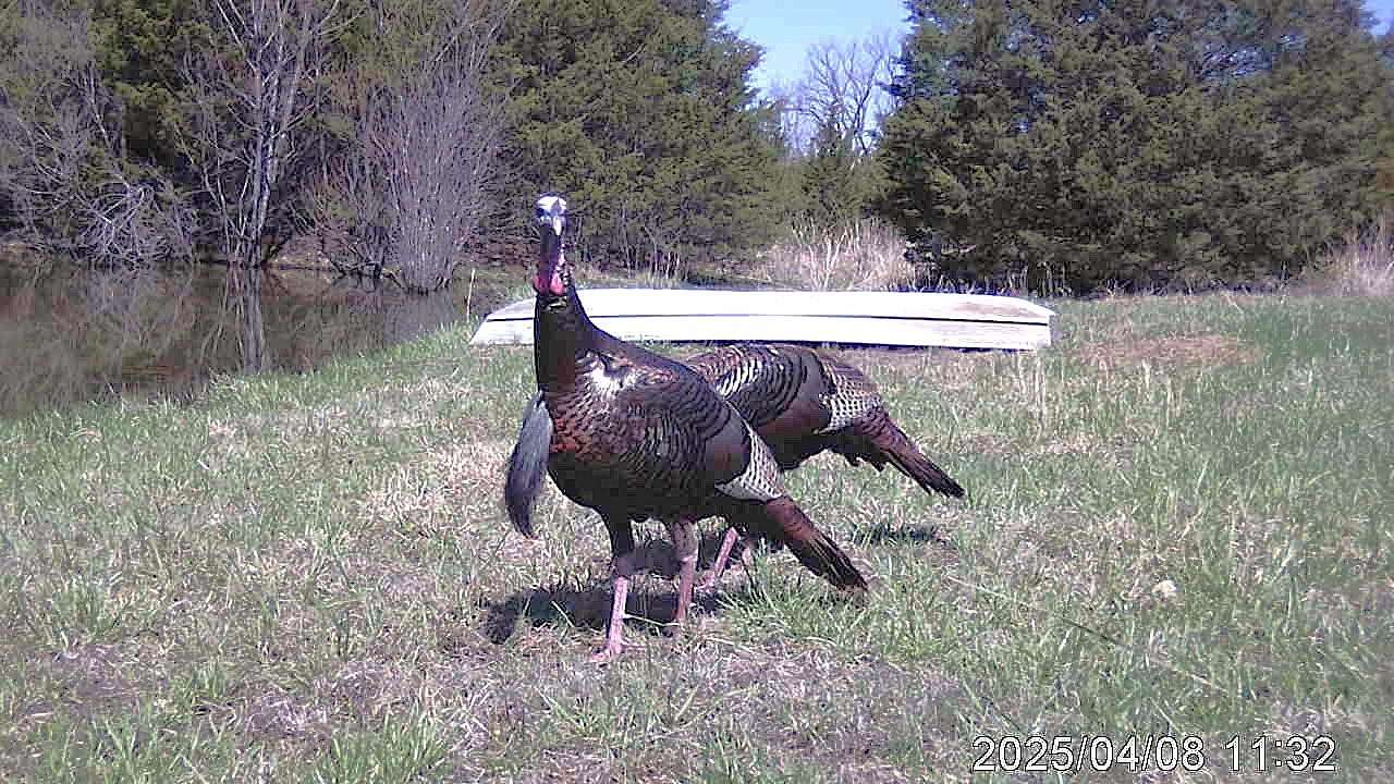 39 Acres of Land with Home for Sale in Richland, Missouri