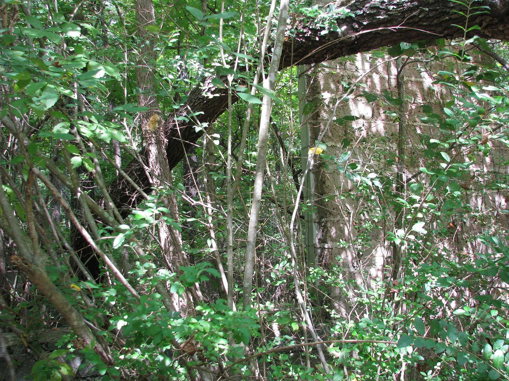 4 Acres of Land for Sale in New Johnsonville, Tennessee