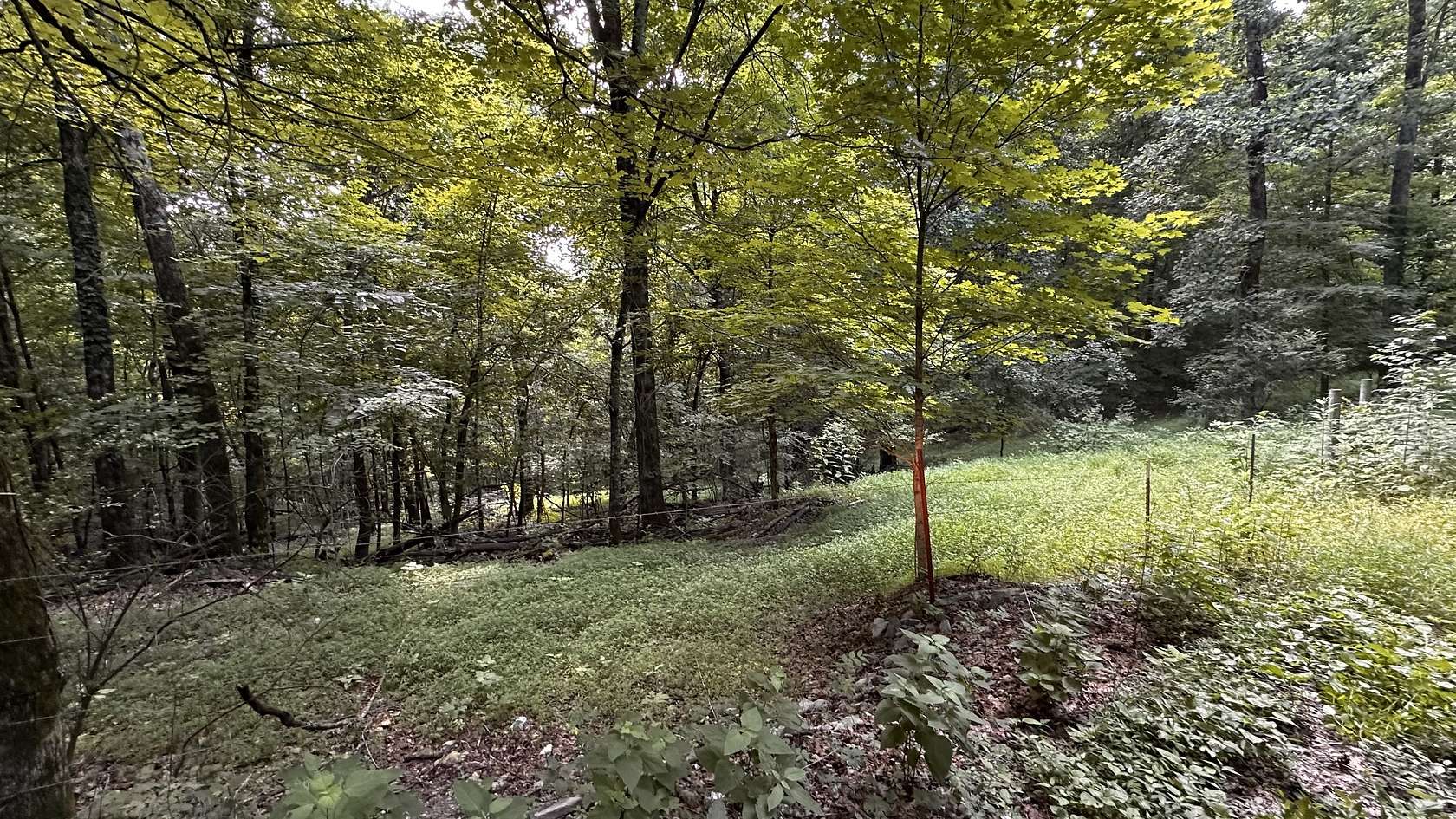 89.3 Acres of Land for Sale in Petersburg, Tennessee
